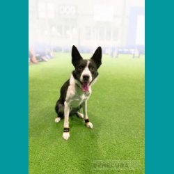 BENE LUPO� klobeskyttelsesbandage