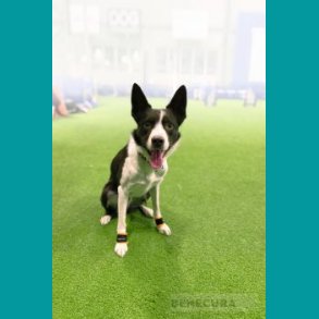 BENE LUPO klobeskyttelsesbandage